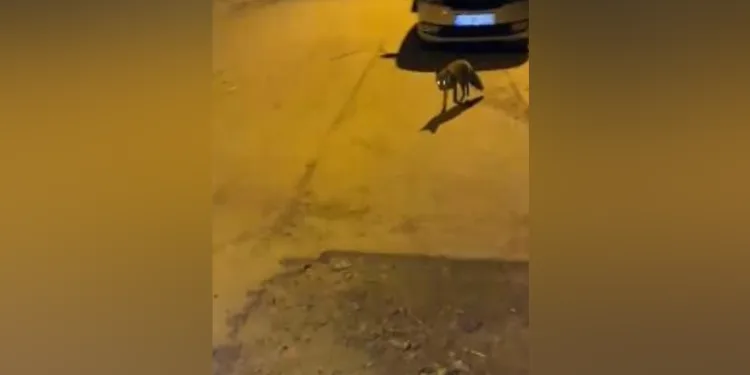 Elazığ’da tilkiden şehir gezintisi