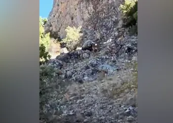 Koruma altındaki dağ keçileri sürü halinde görüntülendi
