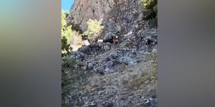 Koruma altındaki dağ keçileri sürü halinde görüntülendi