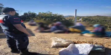 Yarım ton incir çalan hırsızlar jandarmaya takıldı