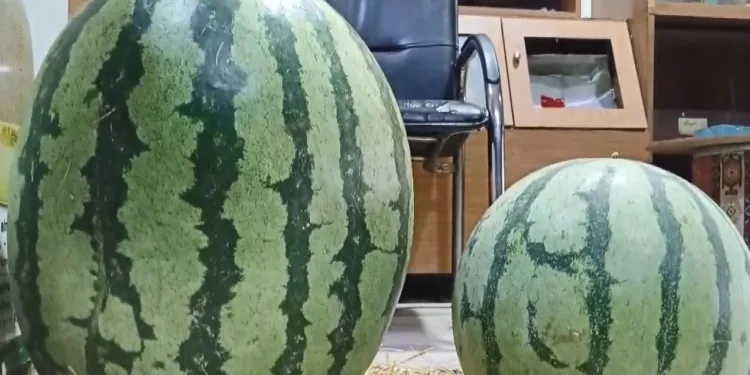 Batman’da yetiştirilen karpuz Diyarbakır karpuzuna rakip oldu