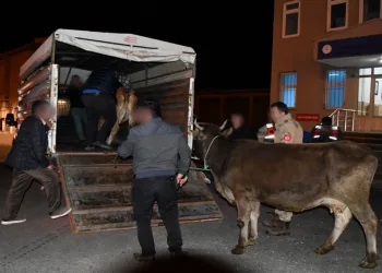 Hayvan çalan hırsız yakalandı