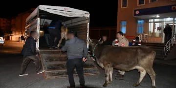Hayvan çalan hırsız yakalandı
