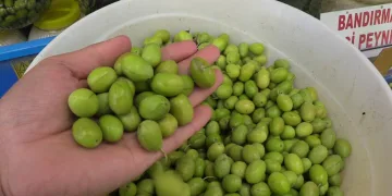 Kırma-çizme zeytin satışta