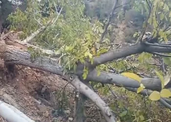 Asırlık ceviz ağaçları tepkiye neden oldu