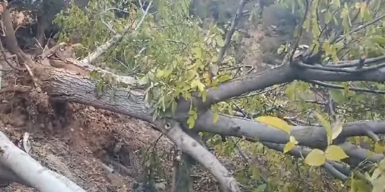 Asırlık ceviz ağaçları tepkiye neden oldu