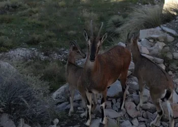 Dağ keçileri ve yavruları görüntülendi