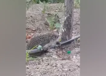 Kana kana su içen kirpinin sevimli halleri gülümsetti