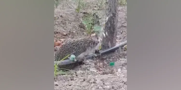 Kana kana su içen kirpinin sevimli halleri gülümsetti