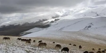 Yaylaya çıkan koyunlar kar altında kaldı