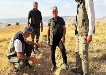 Bin dekarlık alanda inceleme