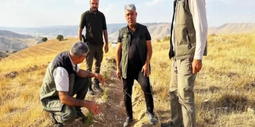 Bin dekarlık alanda inceleme