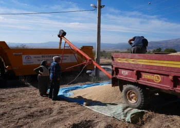 Büyükşehir çiftçiden 45 ton arpa alacak