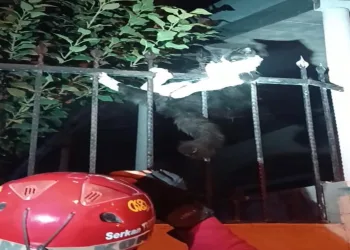 Demir korkuluklara sıkışan kediyi itfaiye kurtardı