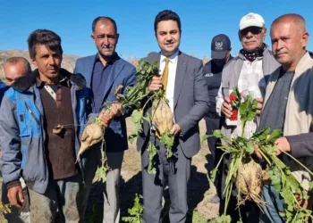Kaymakam, şeker pancarı hasadına katıldı