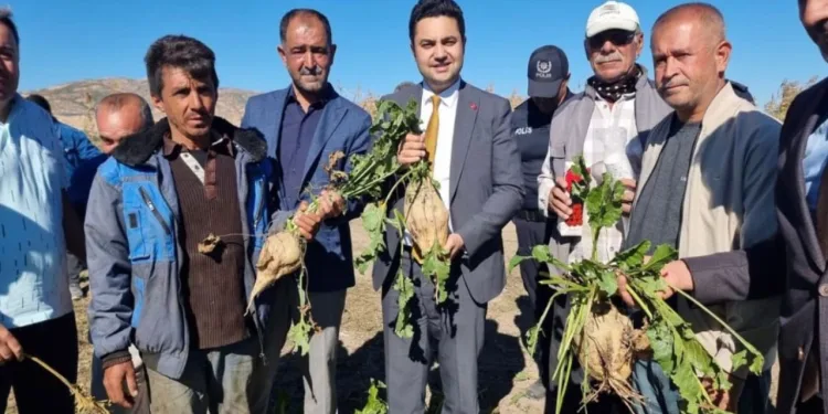 Kaymakam, şeker pancarı hasadına katıldı