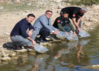 Kralkızı Barajına 100 bin pullu sazan yavrusu bırakıldı