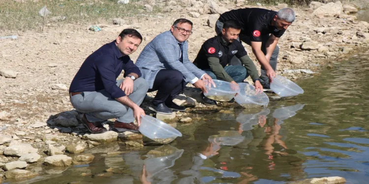 Kralkızı Barajına 100 bin pullu sazan yavrusu bırakıldı