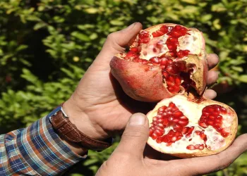 Çiftçiler nar hasadına hazırlanıyor