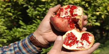 Çiftçiler nar hasadına hazırlanıyor