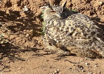 Yaralı puhu kuşu koruma altına alındı