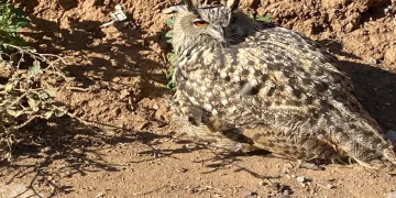 Yaralı puhu kuşu koruma altına alındı