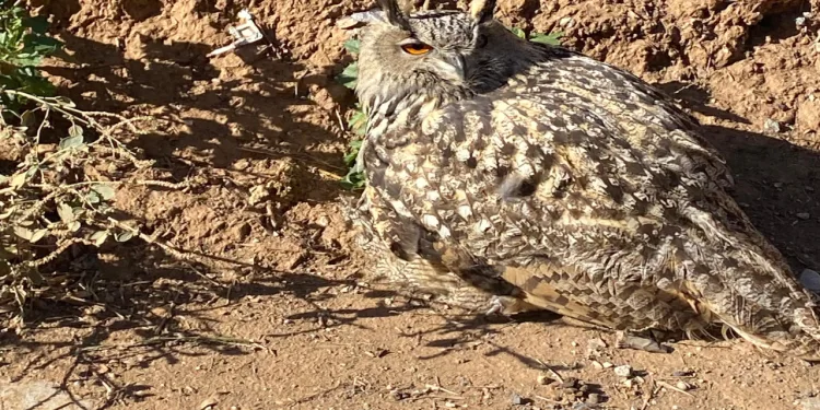 Yaralı puhu kuşu koruma altına alındı