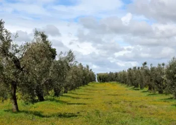 Zeytin bahçesine uçan otomobil