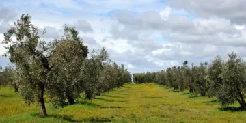Zeytin bahçesine uçan otomobil