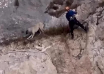 Kayalıklarda mahsur kalan köpek