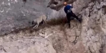 Kayalıklarda mahsur kalan köpek