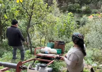 Zeytin hasadı başladı