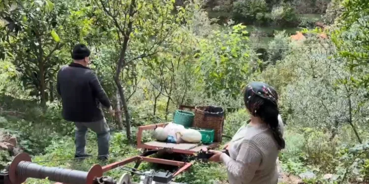 Zeytin hasadı başladı