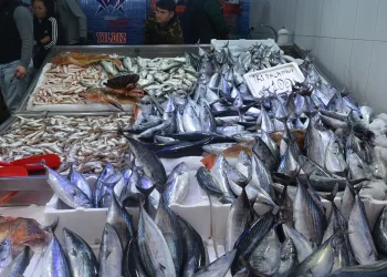 Sinop’ta balıkçı tezgahları şenlendi: 1,3 kiloluk palamutlar 100 lira