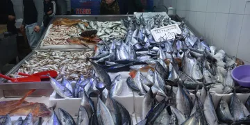 Sinop’ta balıkçı tezgahları şenlendi: 1,3 kiloluk palamutlar 100 lira