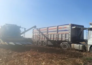 Danelik mısır hasadına başlandı