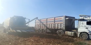 Danelik mısır hasadına başlandı