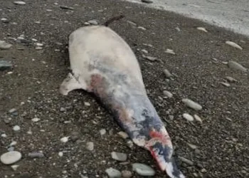 Sahile ölü yunus balığı vurdu