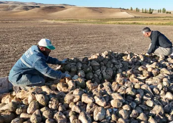 Kuraklık nedeniyle şeker pancarında rekolte düştü