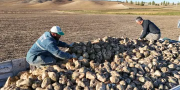 Kuraklık nedeniyle şeker pancarında rekolte düştü