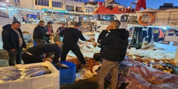 Balıkçıların ağına 800 çift palamut takıldı