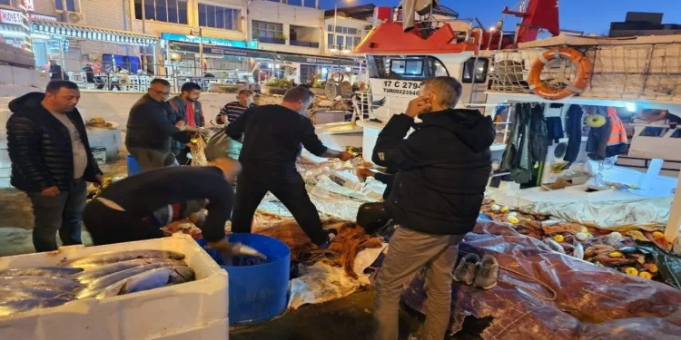 Balıkçıların ağına 800 çift palamut takıldı