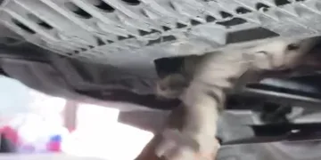Otomobile giren kediyi tamircide çıkardılar