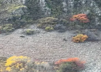 Sıcak hava balonları Türk Bayrakları ile havalandı
