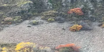Sıcak hava balonları Türk Bayrakları ile havalandı