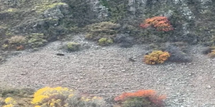 Sıcak hava balonları Türk Bayrakları ile havalandı