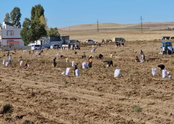 Çiftçiden vatandaşlara bedava patates
