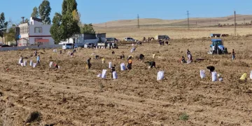 Çiftçiden vatandaşlara bedava patates