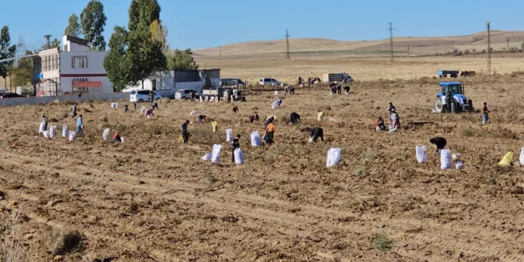 Çiftçiden vatandaşlara bedava patates