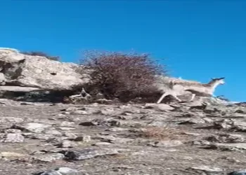 Ceylan görüntülendi